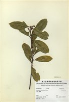 藏品(平遮那灰木)的圖片